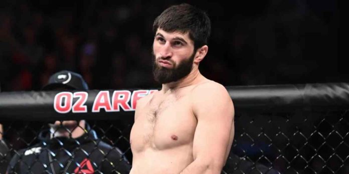 Magomed Ankalaev, UFC